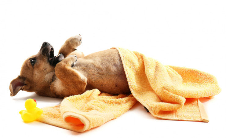 Why Does My Dog Roll on My Bath Towel 1047