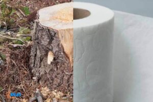 Are Paper Towels Made from Trees?