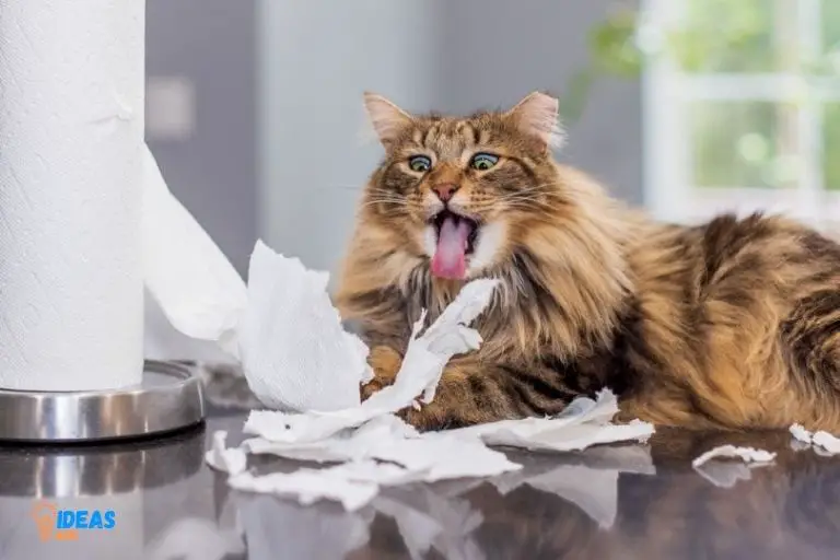 Can Cats Eat Paper Towels
