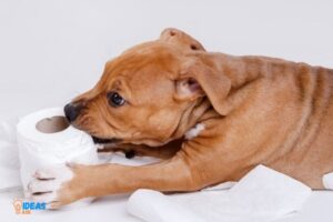 Can Dogs Chew on Paper Towel Rolls?