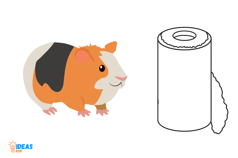Can Guinea Pigs Eat Paper Towel Rolls
