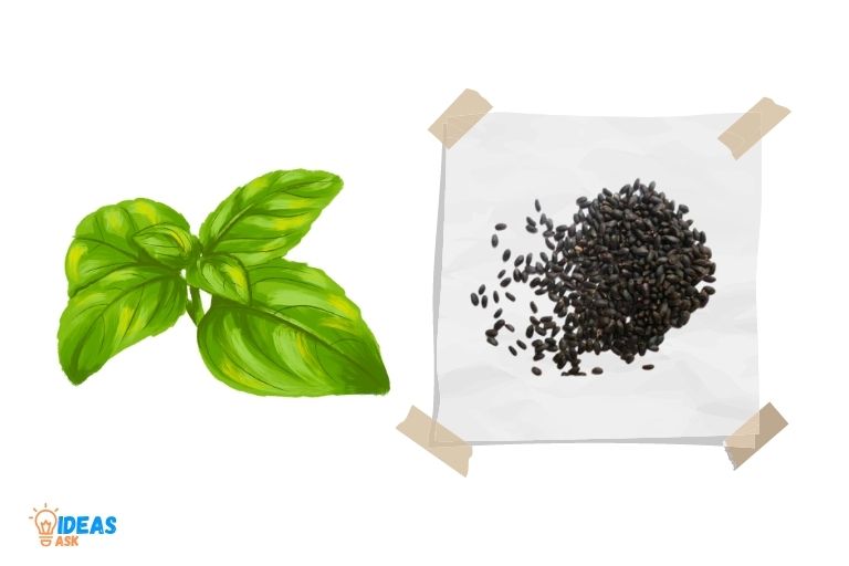 how to germinate basil seeds paper towel