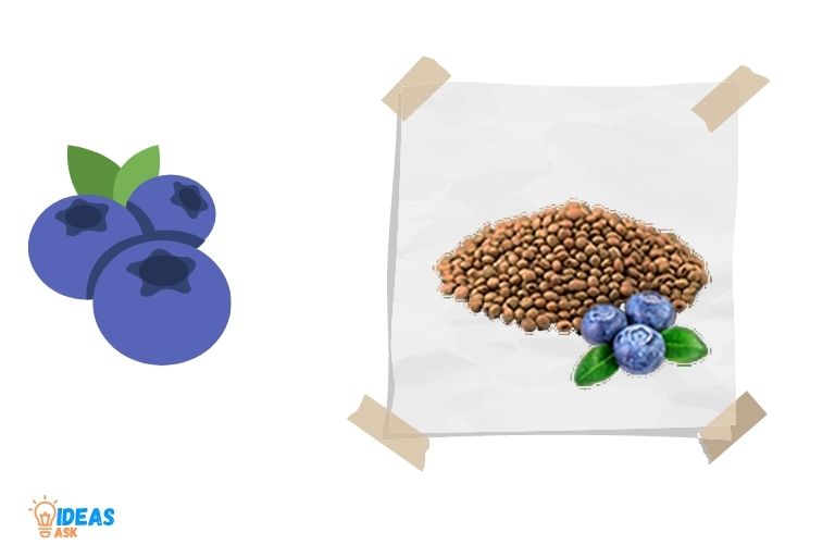 how to germinate blueberry seeds in paper towel