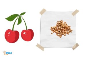 How to Germinate Cherry Seeds in Paper Towel? 12 Steps !