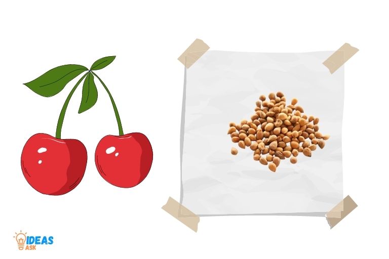 how to germinate cherry seeds in paper towel