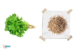 How to Germinate Cilantro Seeds Paper Towel? 10 Steps!
