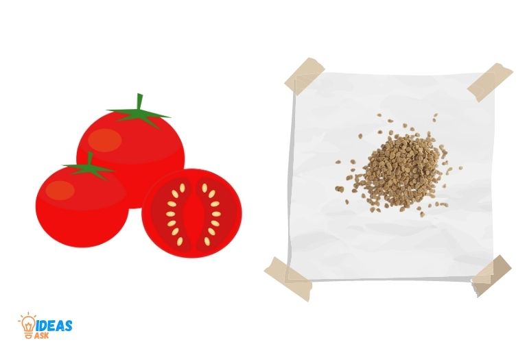 how to germinate tomato seeds paper towel