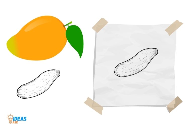 how to grow a mango seed in paper towel