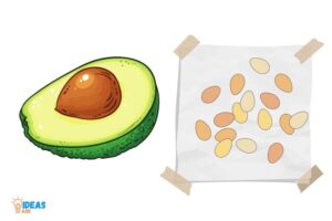 How to Grow an Avocado Seed With Paper Towel? 10 Steps!