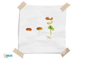 How to Grow Bean Sprouts on a Paper Towel? 10 Steps!
