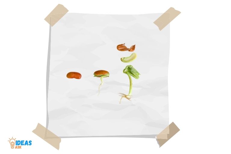 how to grow bean sprouts on a paper towel