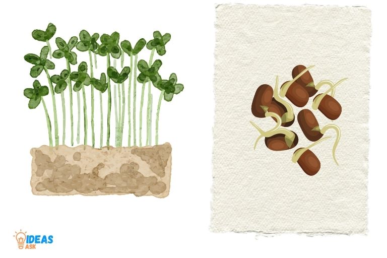 how to sprout chia seeds on paper towel