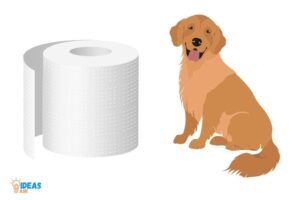 Why Does My Dog Eat Paper Towels? Boredom or Health Issues