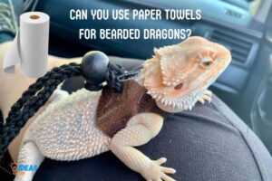 Can You Use Paper Towels for Bearded Dragons? Yes!