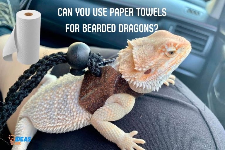 Can You Use Paper Towels for Bearded Dragons