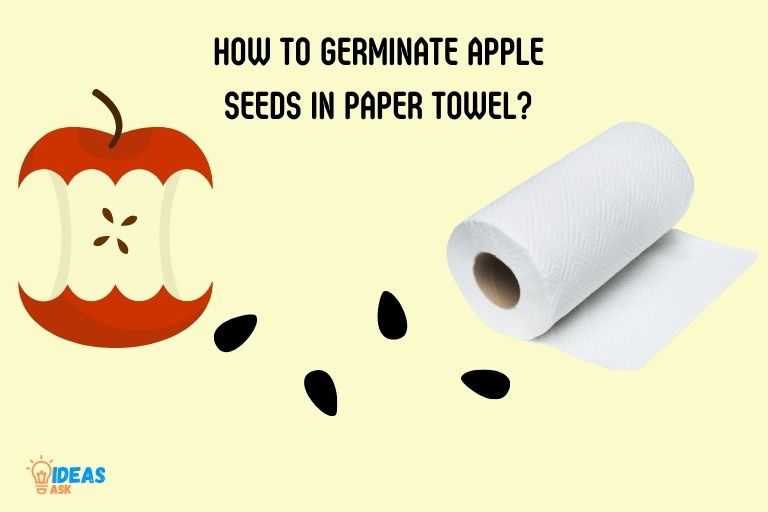 how to germinate apple seeds in paper towel