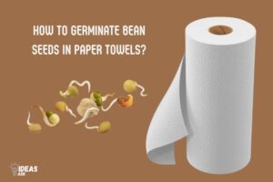 How to Germinate Bean Seeds in Paper Towels? 9 Steps!