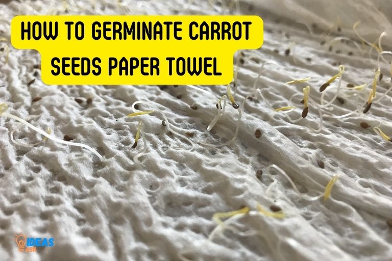 how to germinate carrot seeds paper towel