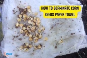 How to Germinate Corn Seeds Paper Towel? 10 Steps!