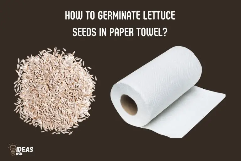 how to germinate lettuce seeds in paper towel