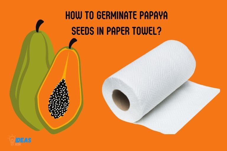 how to germinate papaya seeds in paper towel