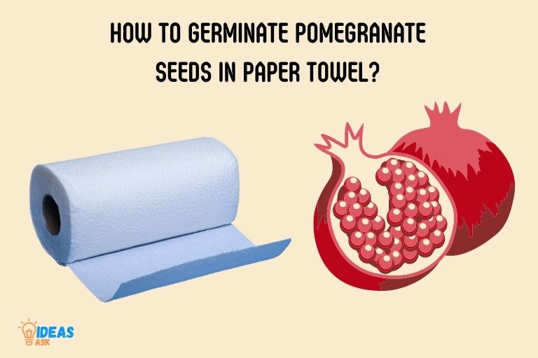 how to germinate pomegranate seeds in paper towel