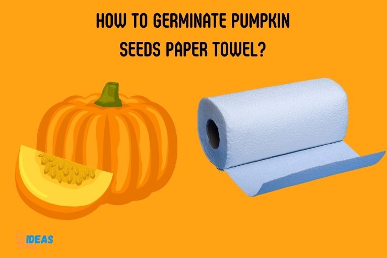 how to germinate pumpkin seeds paper towel