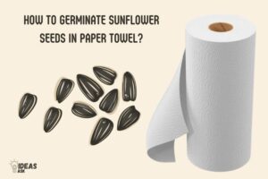 How to Germinate Sunflower Seeds in Paper Towel? 8 Steps!
