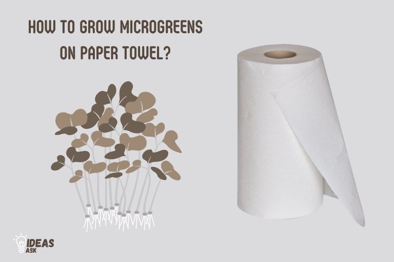 how to grow microgreens on paper towel