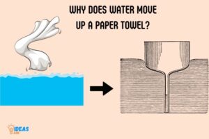 Why Does Water Move Up a Paper Towel? Capillary Action!