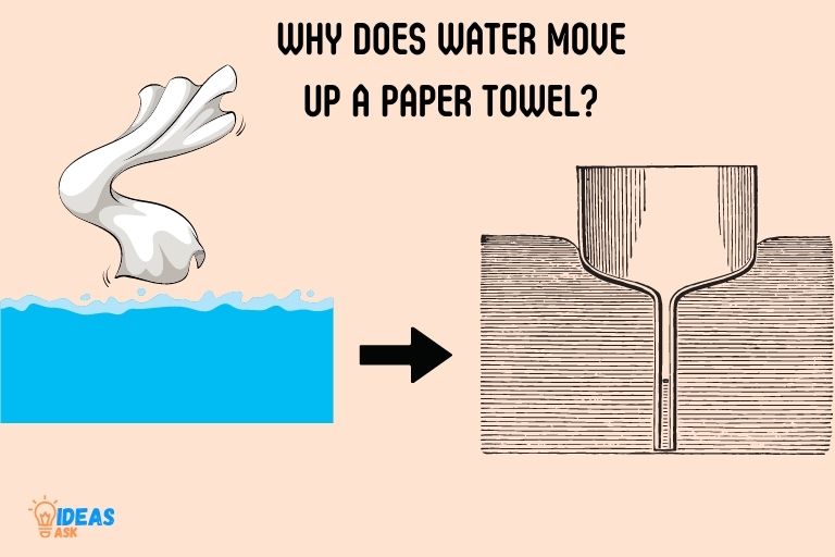 why does water move up a paper towel