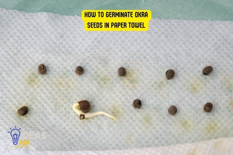 How to Germinate Okra Seeds in Paper Towel
