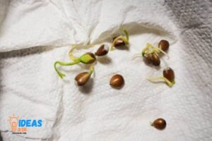 How to Germinate Orange Seeds in Paper Towel? 10 Steps!