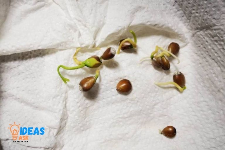 How to Germinate Orange Seeds in Paper Towel