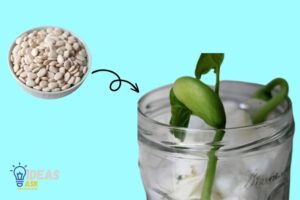 How to Grow Lima Beans in a Paper Towel? 8 Steps!