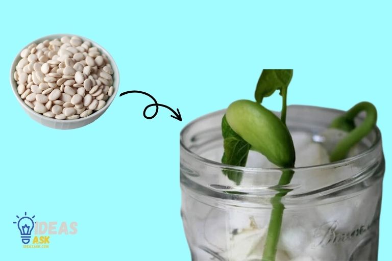 How to Grow Lima Beans in a Paper Towel
