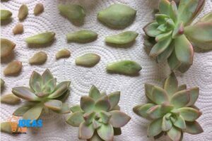 How to Propagate Succulents Paper Towel? 10 Steps!