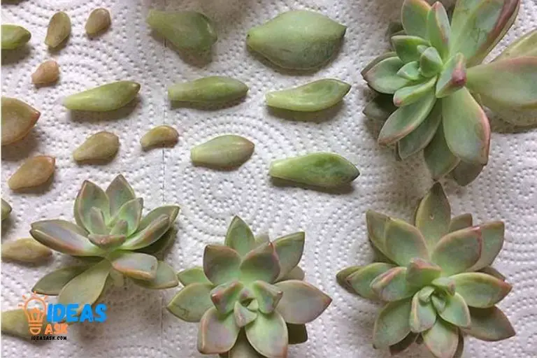 How to Propagate Succulents Paper Towel 1