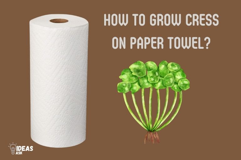 how to grow cress on paper towel
