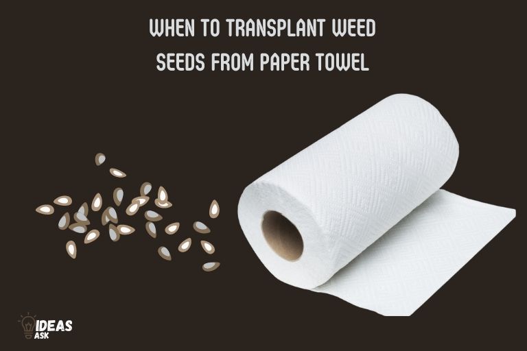 when to transplant weed seeds from paper towel